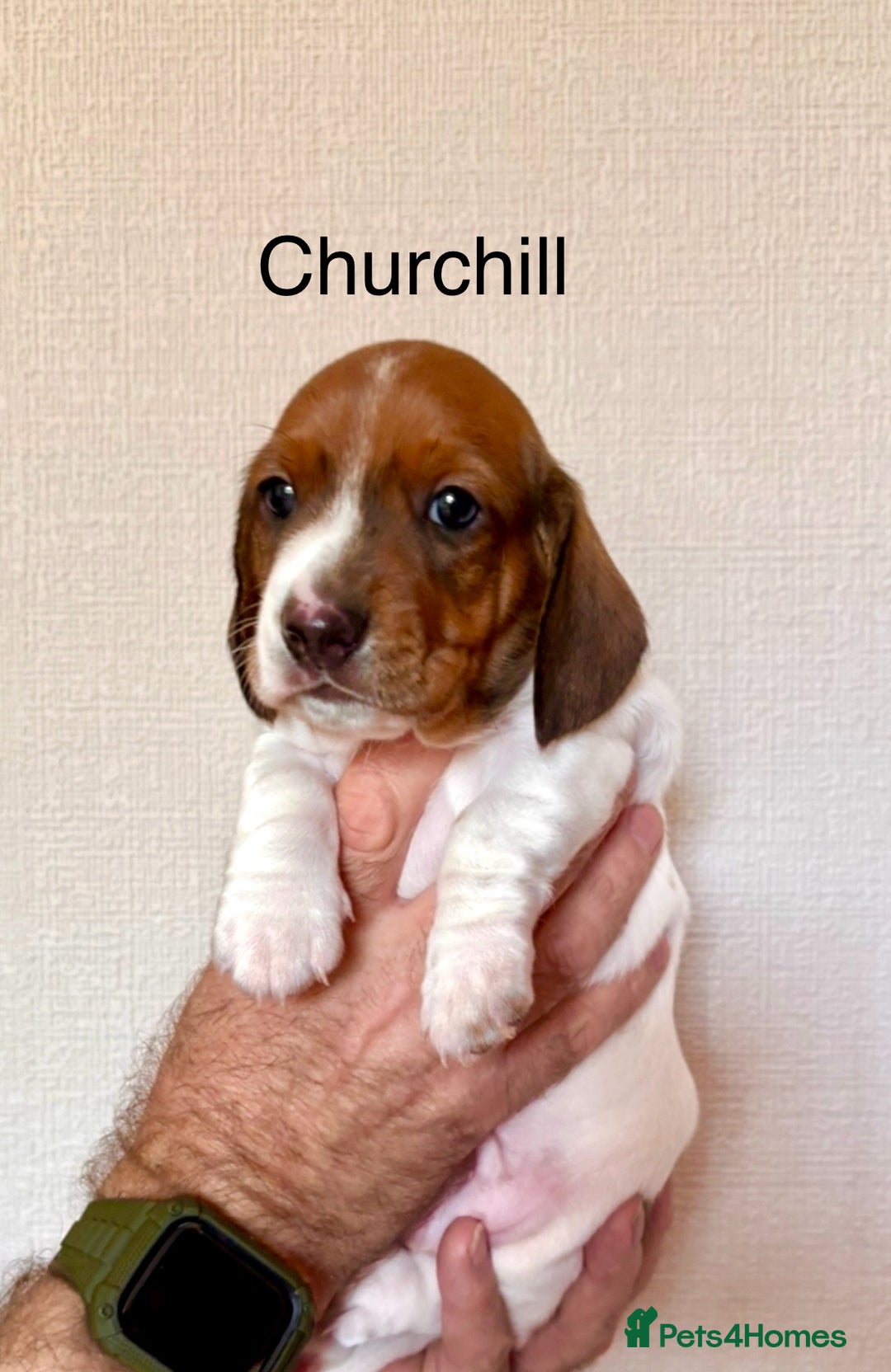 Miniature Dachshund dogs for sale: Pure Piebald Puppies Russian Champion Lines  - Image 11