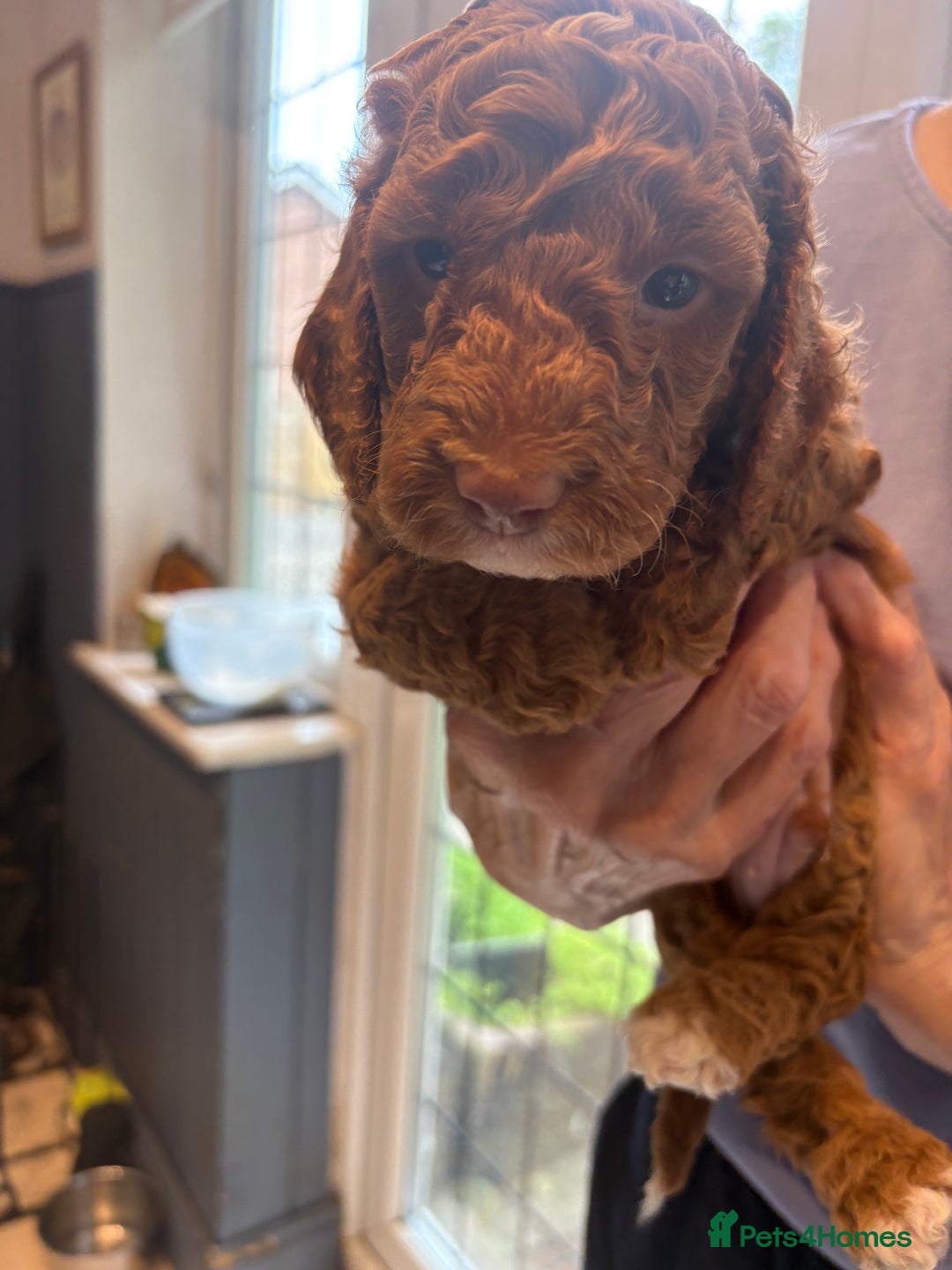 Cockapoo dogs for sale: Red, Chocolate and Merle Cockapoo Puppies - Image 4