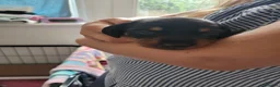 Miniature Dachshund dogs for sale: 3 Stunning Black/Tan Mini Dachshund Girls - Advert 10