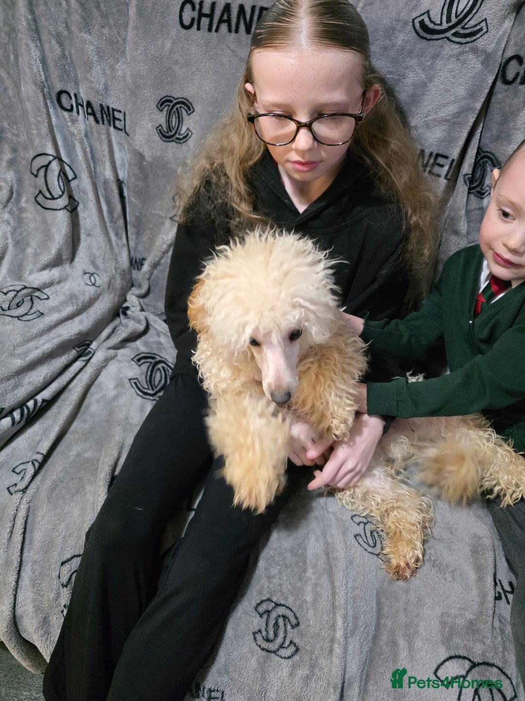 Toy Poodle dogs for sale: Toy poodle male  - Advert 5