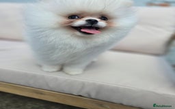 Pomeranian dogs for sale: Pure white Korean Pomeranian in Nottingham - Image 2