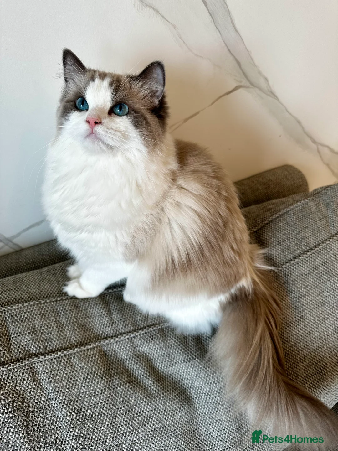 Ragdoll cats for sale:  🩷 Exquisite Active European Ragdoll 🇳🇱  - Advert 10
