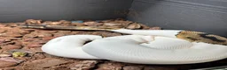 Python Snake reptiles for sale: Beautiful female Pied Royal python.  - Advert 7