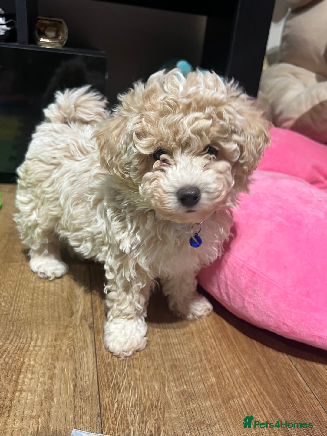 Maltipoo dogs for sale: Maltipoo F1 Males💙 - Advert 7