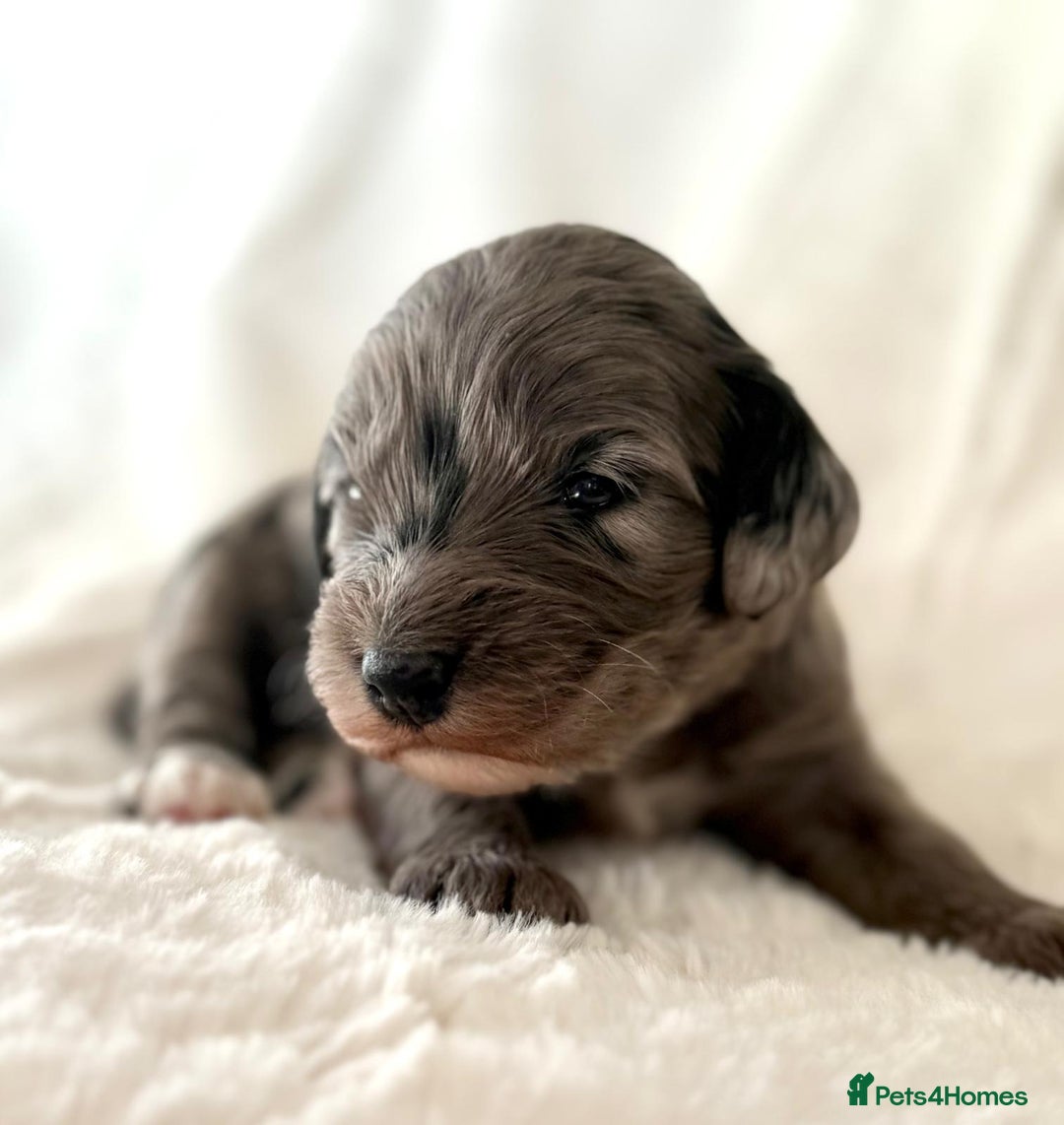 Cockapoo dogs for sale: F1b Miniature Cockapoo Pups Fully Health Tested - Advert 7