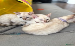 Bengal cats for sale: Blue Eyes Snow Lynx Bengal Kittens - Image 26