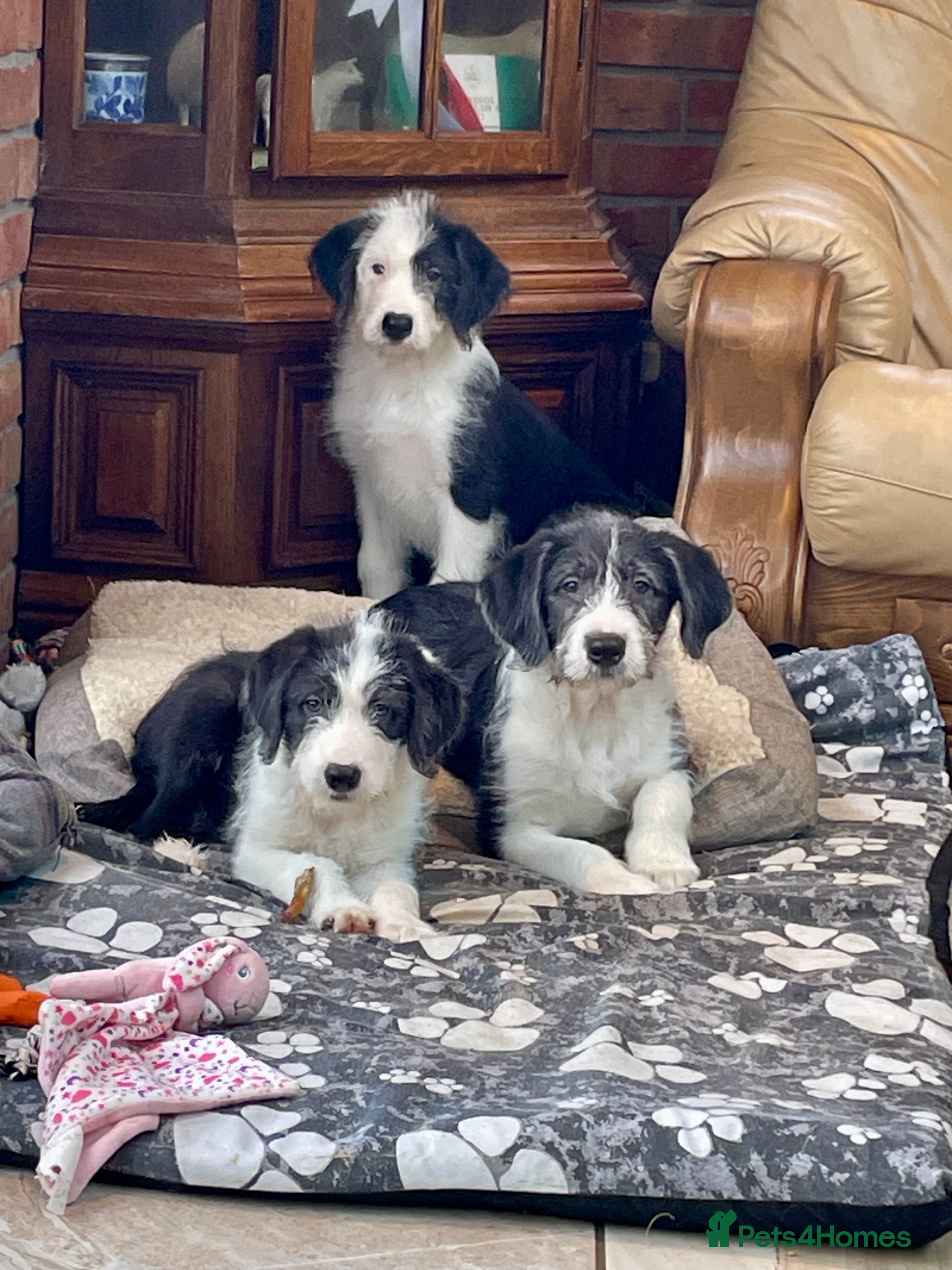 Mixed Breed dogs Boys and girls available  - Advert 14