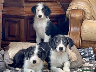 Mixed Breed dogs Boys and girls available - Advert 2
