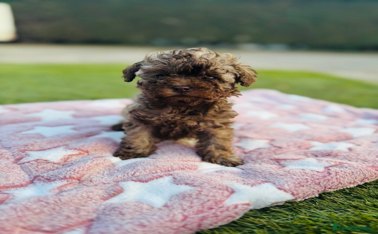Toy Poodle dogs - Advert 12