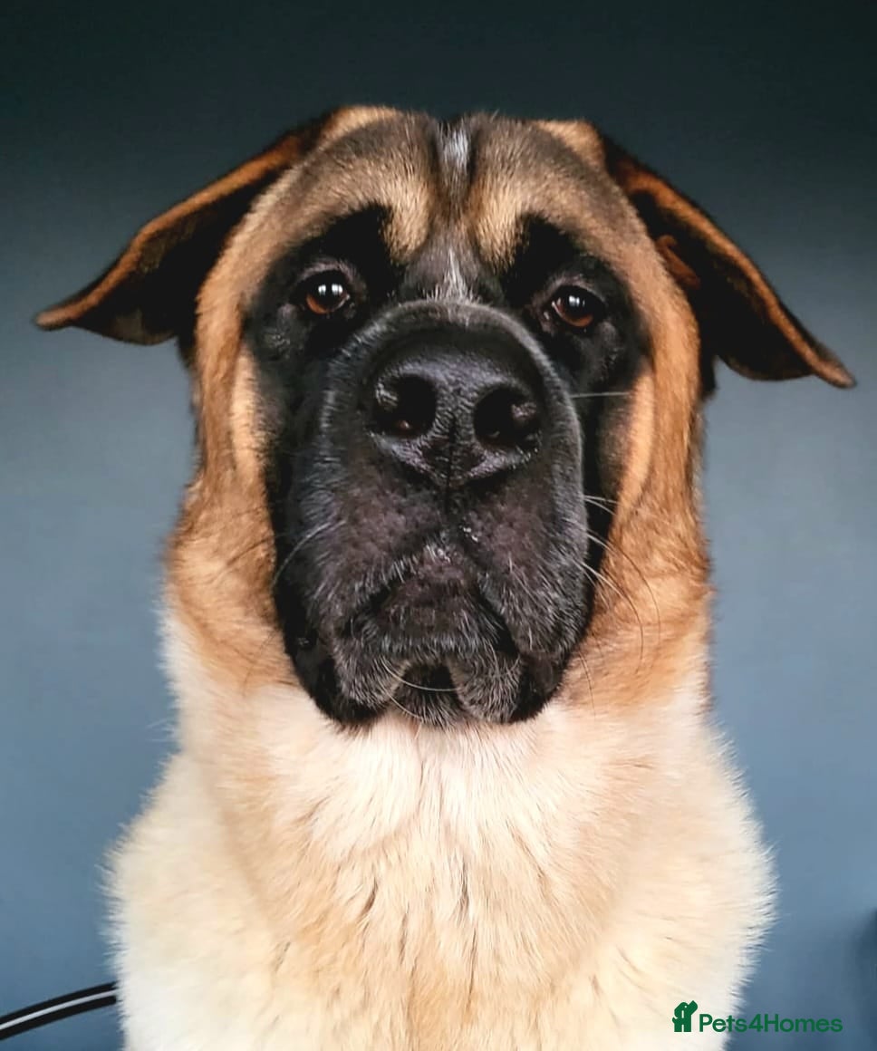 Mixed Breed dogs ✨Hank✨ for stud  - Advert 1