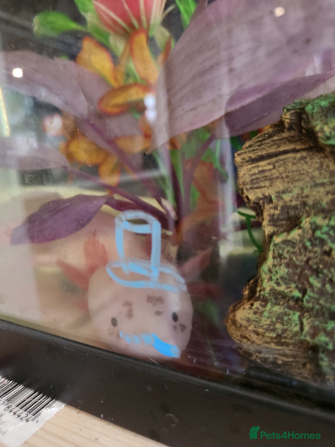 Axolotl reptiles for sale: Sweet Male Axolotl - Advert 2