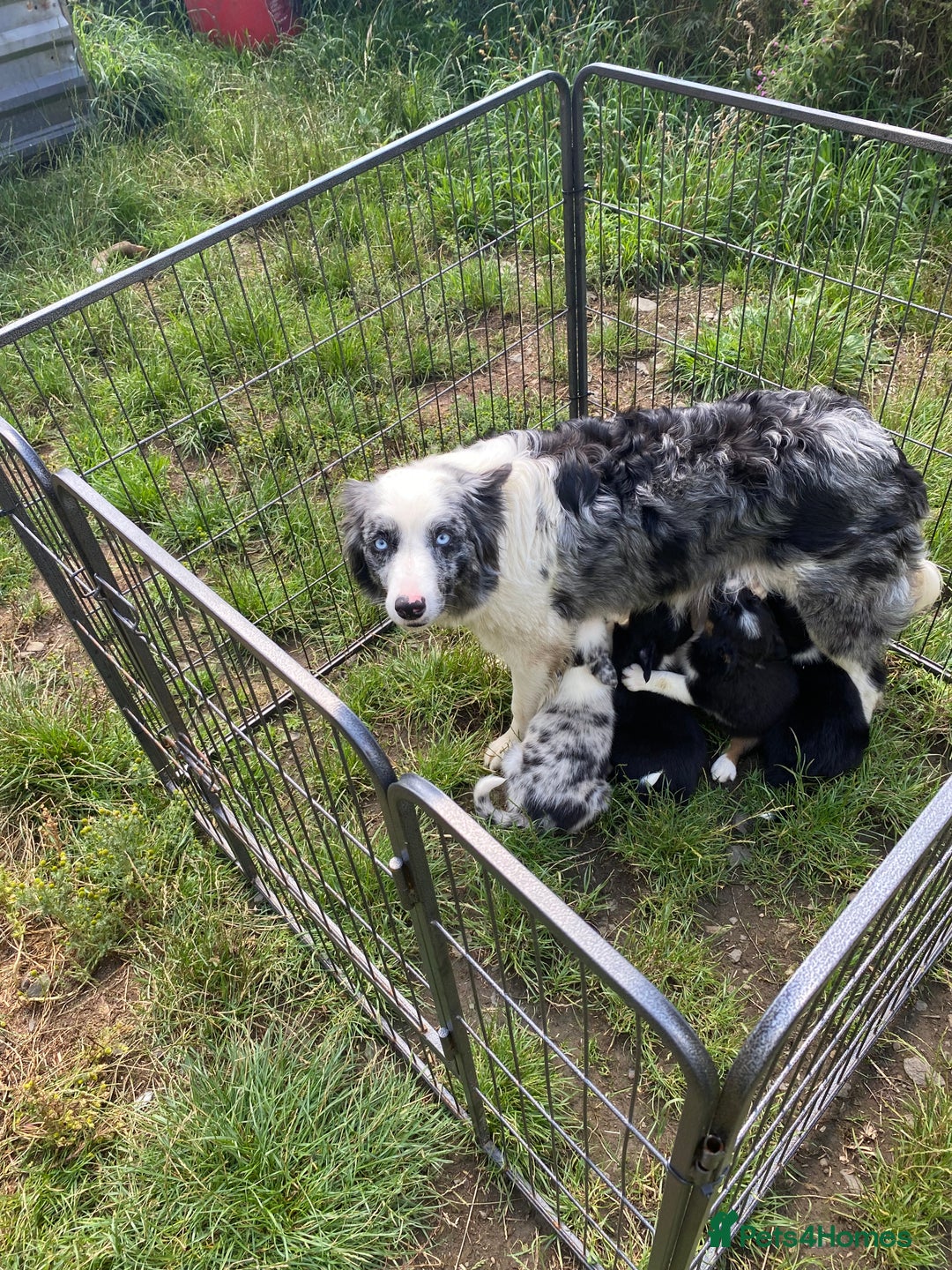 Border Collie dogs for sale: Farm bred border collie pups  - Image 6