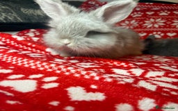 Mini Lop rabbits for sale: Gorgeous little mini lop baby bunnies ready now - Image 18