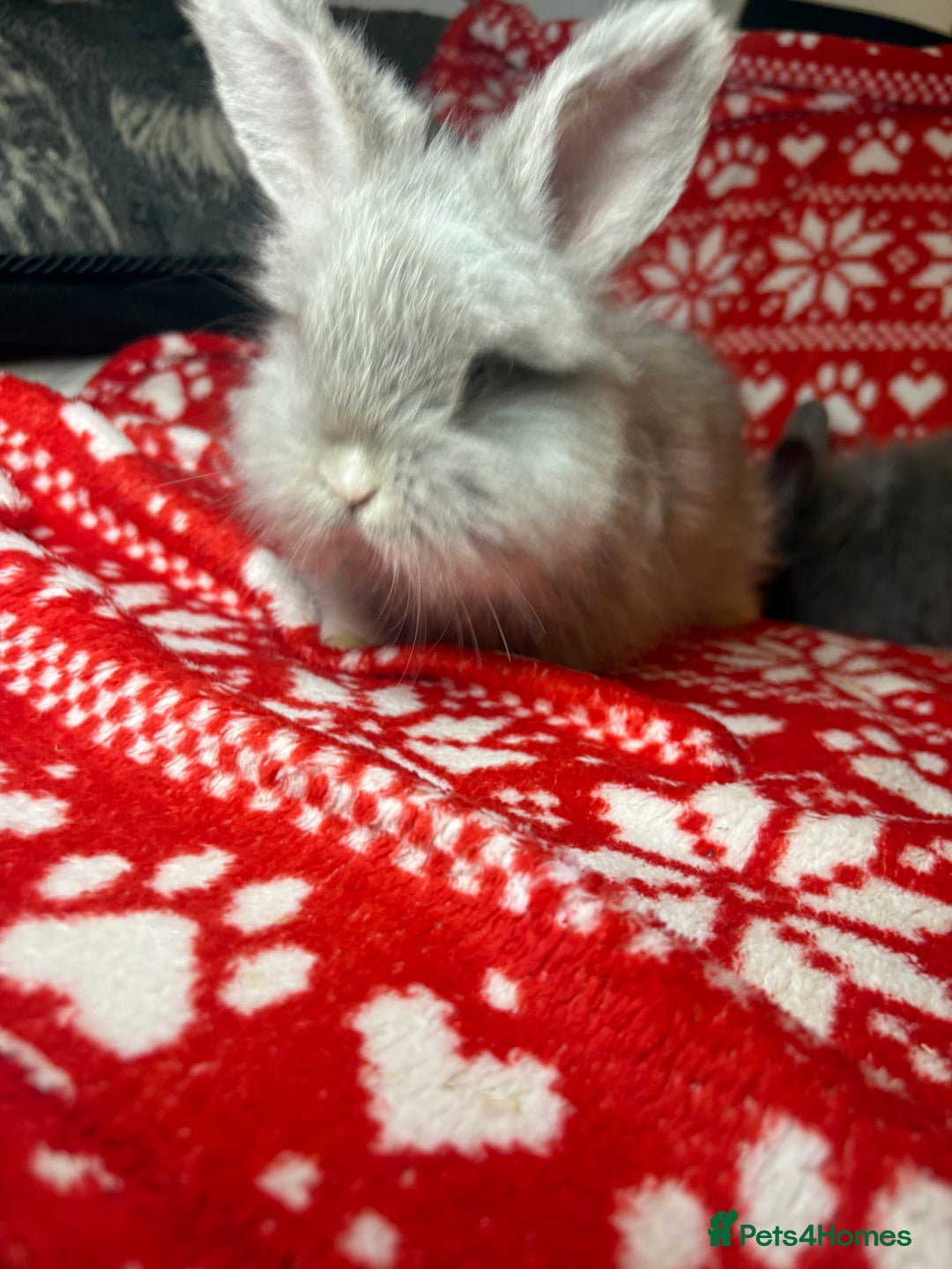 Mini Lop rabbits for sale: Gorgeous little mini lop baby bunnies ready now - Image 18