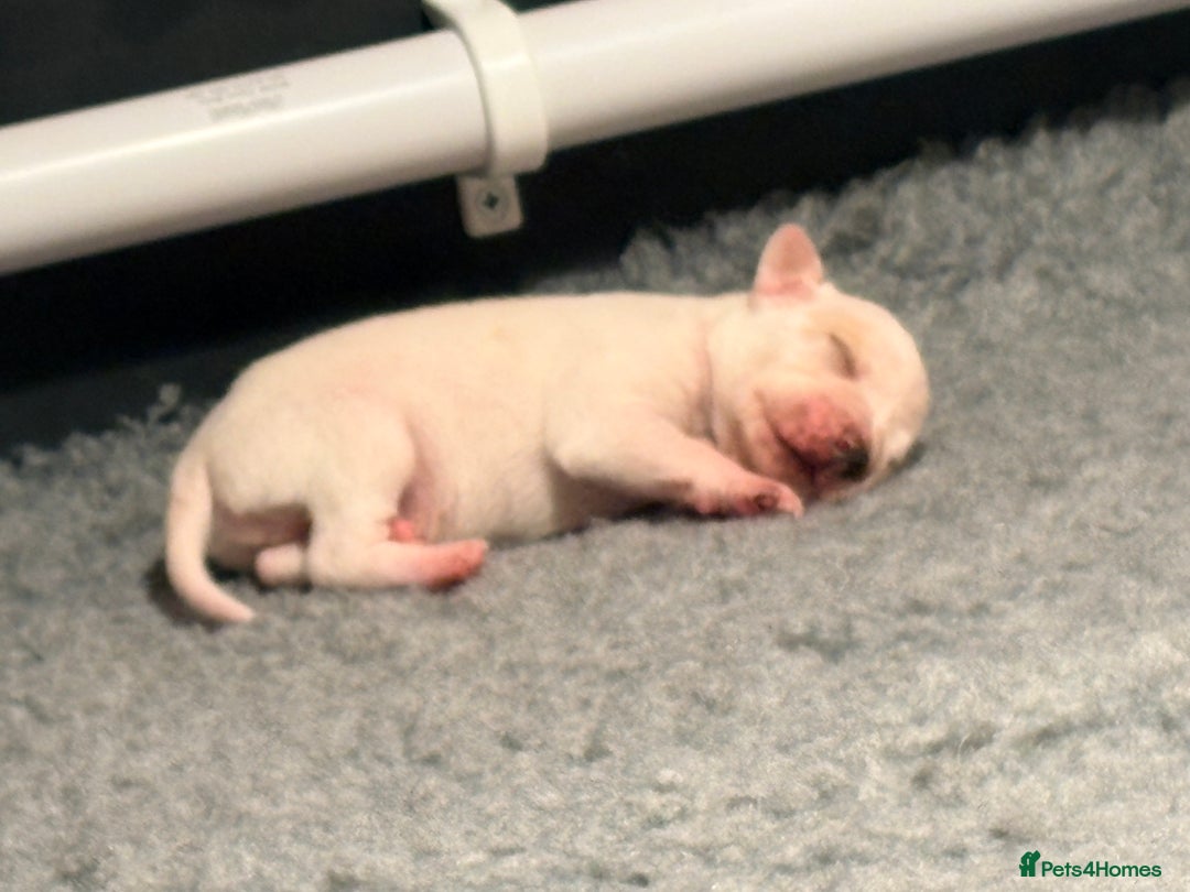 Pointer dogs for sale: Beautiful Pointer puppies for sale - Advert 5