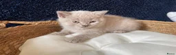 British Shorthair cats for sale: GCCF British Shorthair Kittens – Blue & Lilac - Advert 9