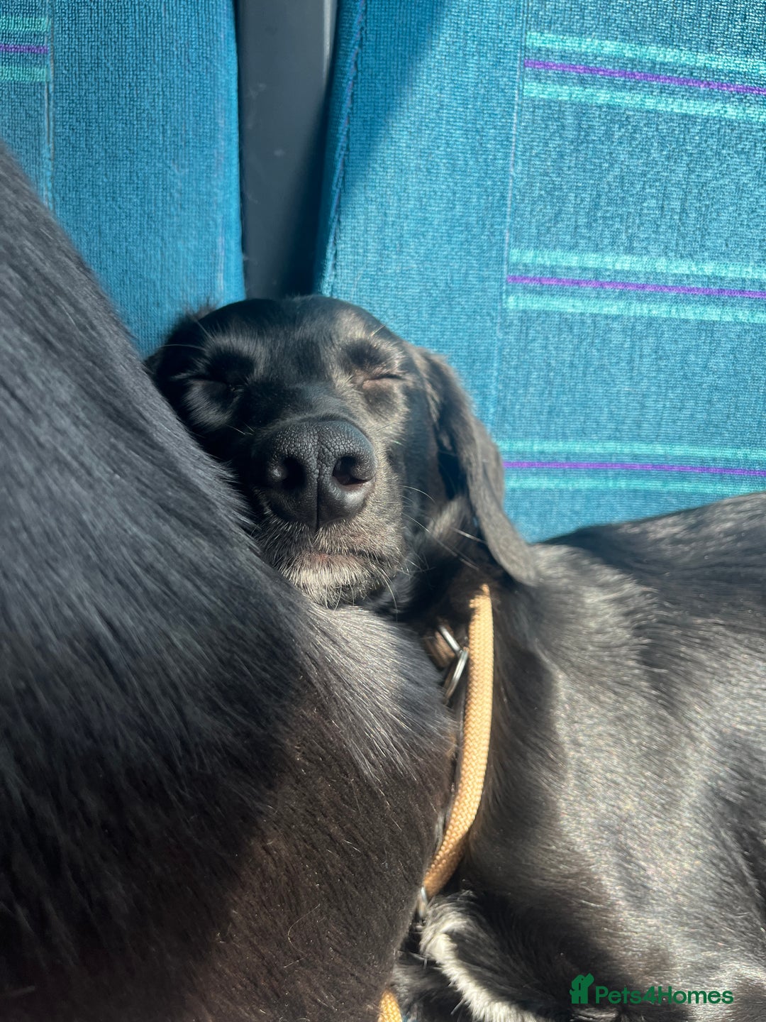 Mixed Breed dogs for sale: 1 year old cocker x collie male  - Image 8