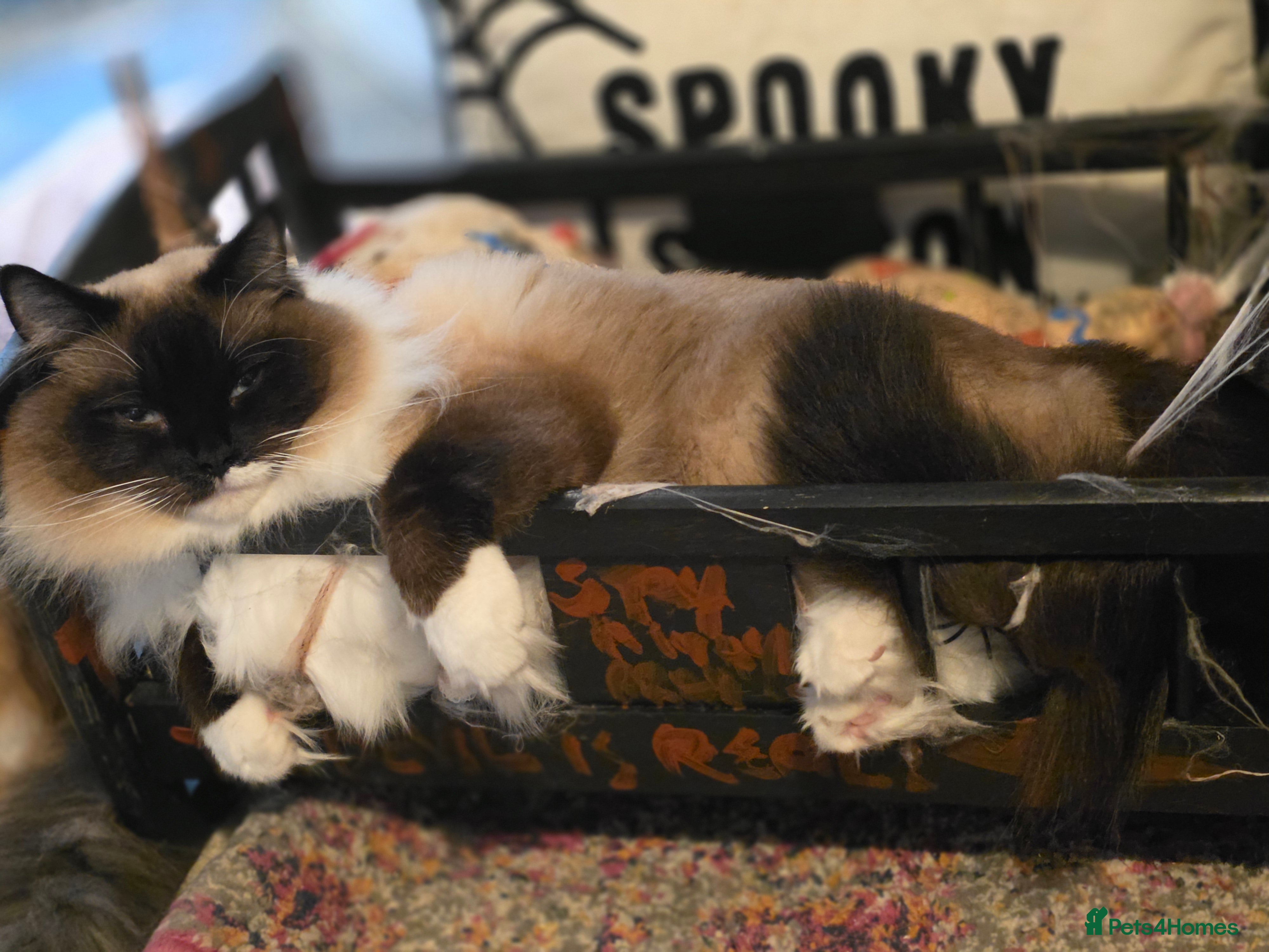 Ragdoll cats Beautiful Seal Point Ragdoll - Advert 2