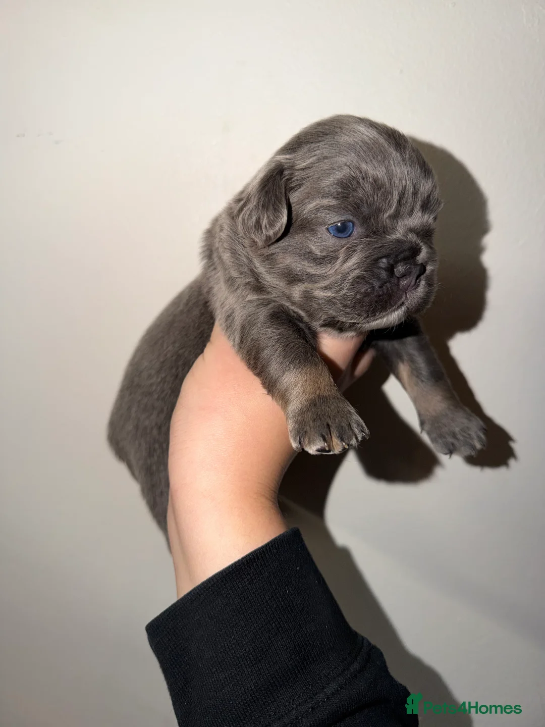 French Bulldog dogs for sale: BEAUTIFUL FLUFFY FRENCHIES💜 - Advert 4