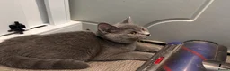 Scottish Fold cats for sale: Beautiful British Shorthair Kittens – Home Raised  - Advert 6