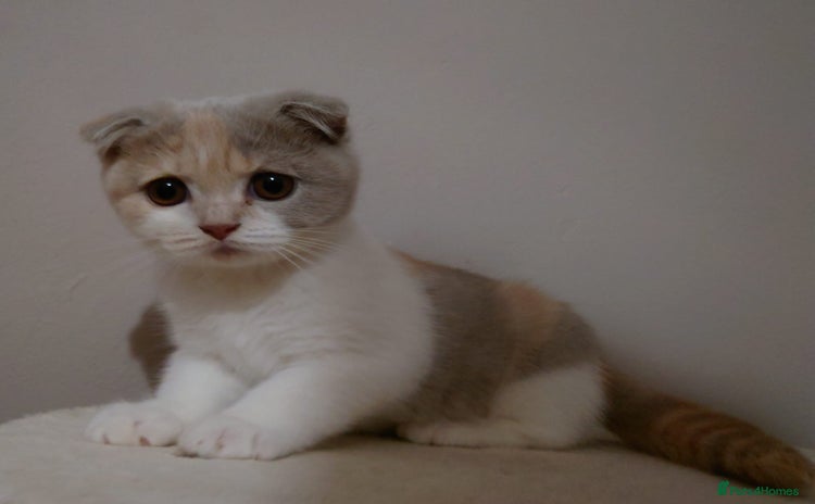 Scottish Fold cats - Advert 1