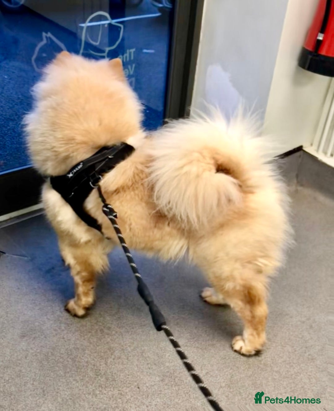 Chow Chow dogs for sale: GORGEOUS KC FEMALE CHOW FOR SALE!!!!!! - Image 10