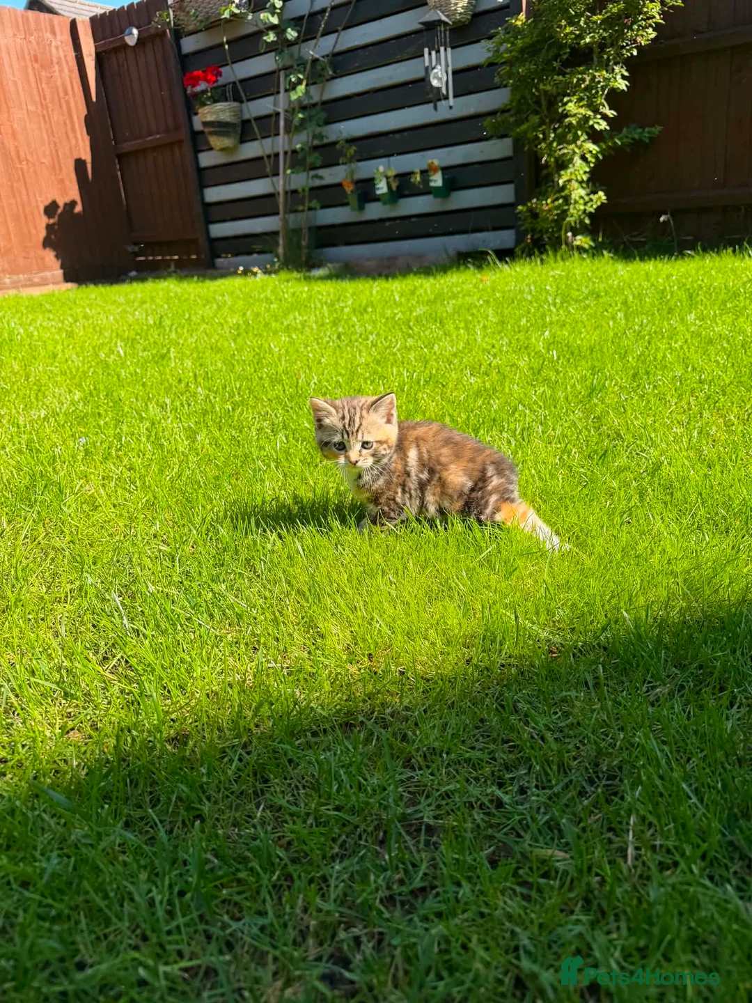Mixed Breed cats for sale: Adorable Mixed Breed Kittens Ready For New Homes. - Advert 20