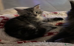 Maine Coon cats for sale: TICA & Council licensed white/black Maine Coons - Image 35