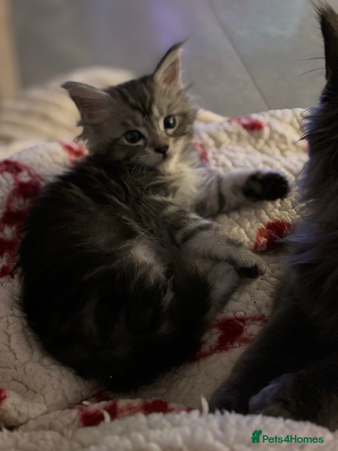 Maine Coon cats for sale: TICA & Council licensed white/black Maine Coons - Image 35