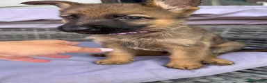 German Shepherd Puppy 4