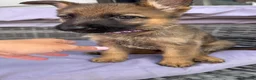 German Shepherd dogs for sale: 10 beautiful German shepherd puppies - Advert 12