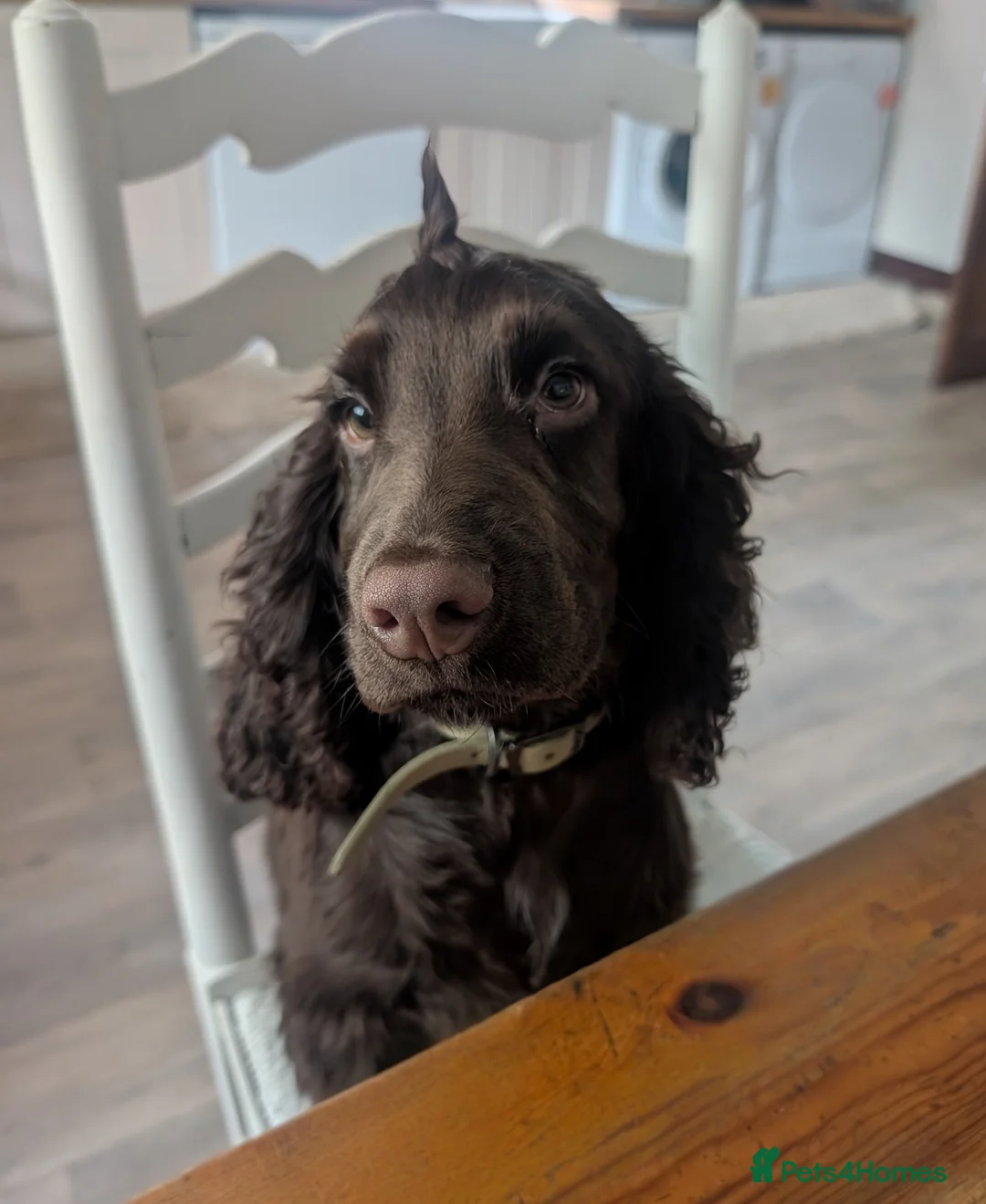 Field Spaniel dogs for sale: 6 month working spaniel for rehoming  in Folkestone - Advert 1