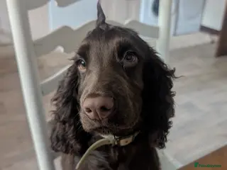 Field Spaniel dogs 6 month working spaniel for rehoming - Advert 1