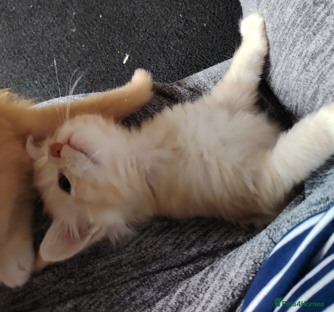 Maine Coon cats for sale: Home raised stunning Mainecoon boys. - Image 9