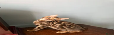 Kitten1 