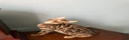 Bengal cats for sale: TICA Bengal kittens available.  - Advert 4