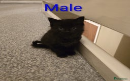 Mixed Breed cats for sale: Kittens for sale ready to go now   - Image 9