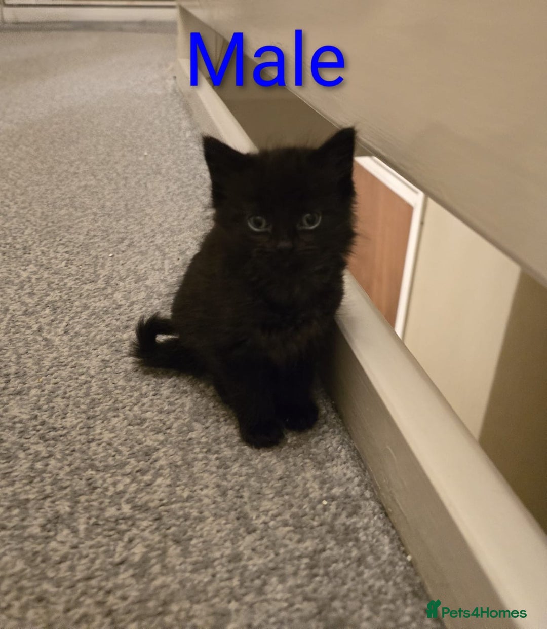 Mixed Breed cats for sale: Kittens for sale ready to go now   - Image 9