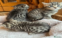 British Shorthair cats for sale: Silver Tabby also Brown Spotted Kittens - Image 18