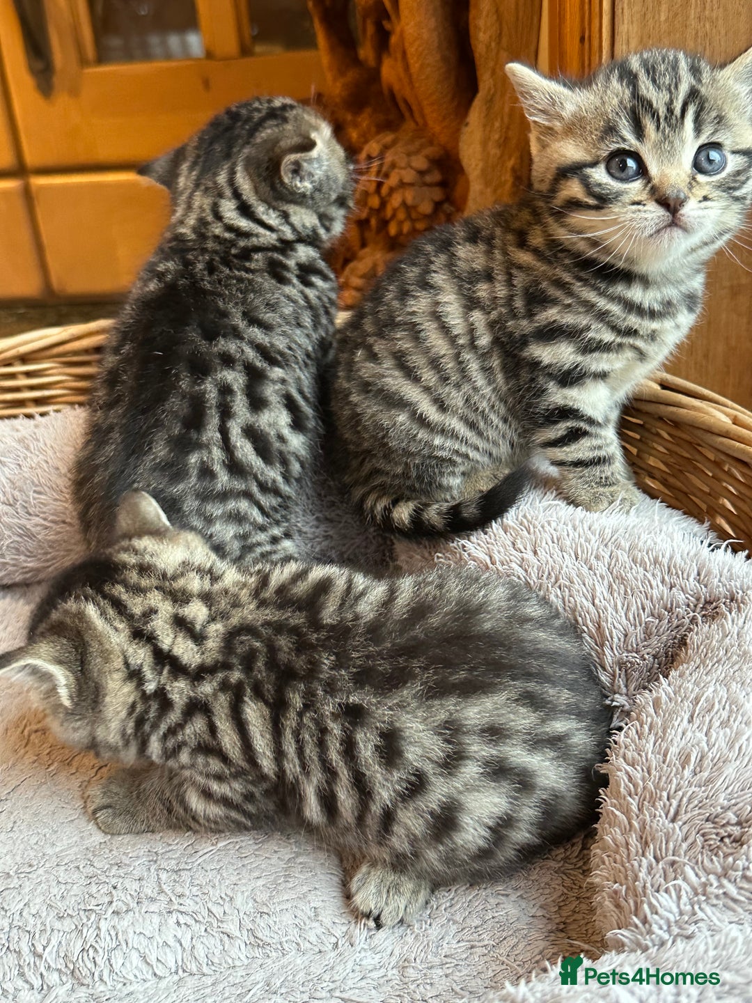 British Shorthair cats for sale: Silver Tabby also Brown Spotted Kittens - Image 18