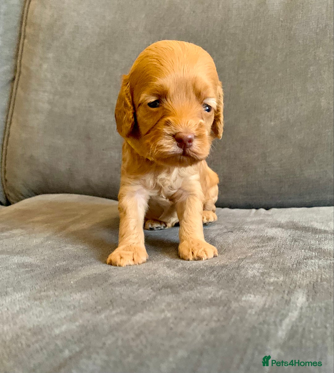 Cockapoo dogs for sale: Cockapoo - Advert 24