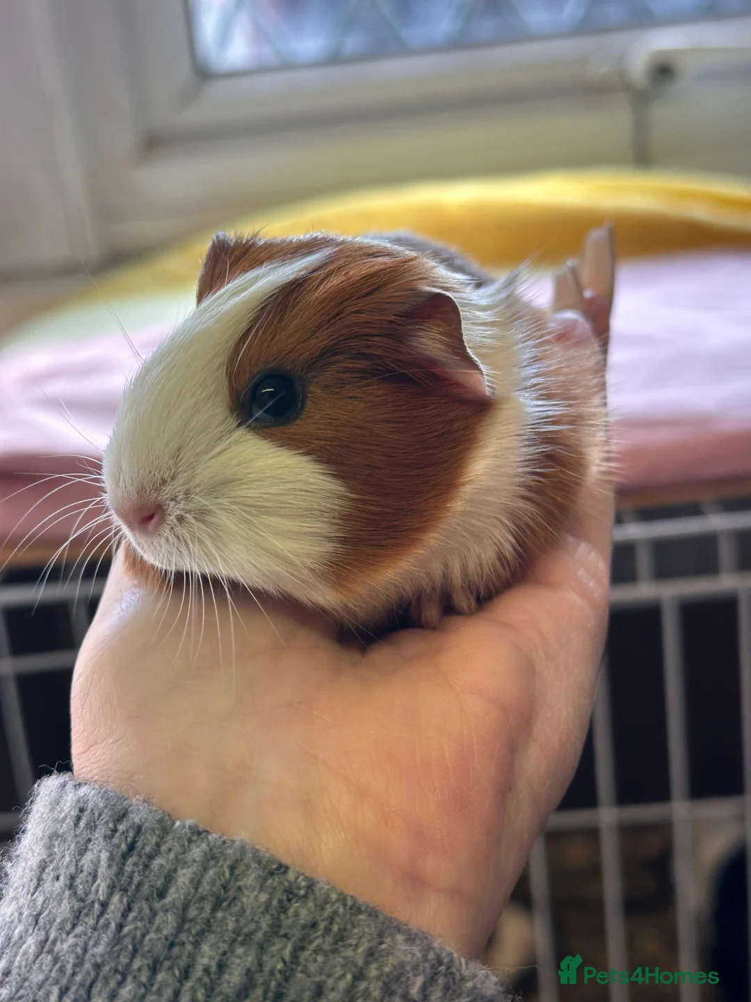 Guinea Pig rodents for sale: Gorgeous baby Guineapigs  - Advert 6