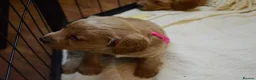 Cockapoo dogs for sale: Cockapoo Puppies - 3 Boys & 3 Girls in Benfleet - Advert 19