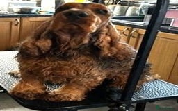 Cocker Spaniel dogs for sale: KC Registered Show Cocker Spaniel Puppies - Image 8