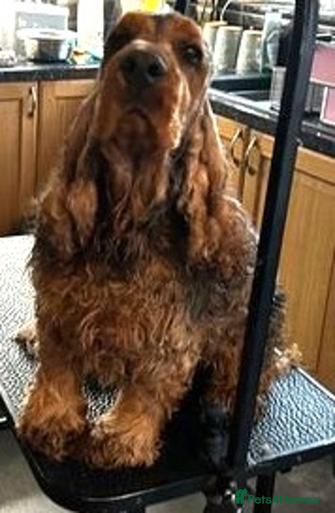 Cocker Spaniel dogs for sale: KC Registered Show Cocker Spaniel Puppies - Image 8
