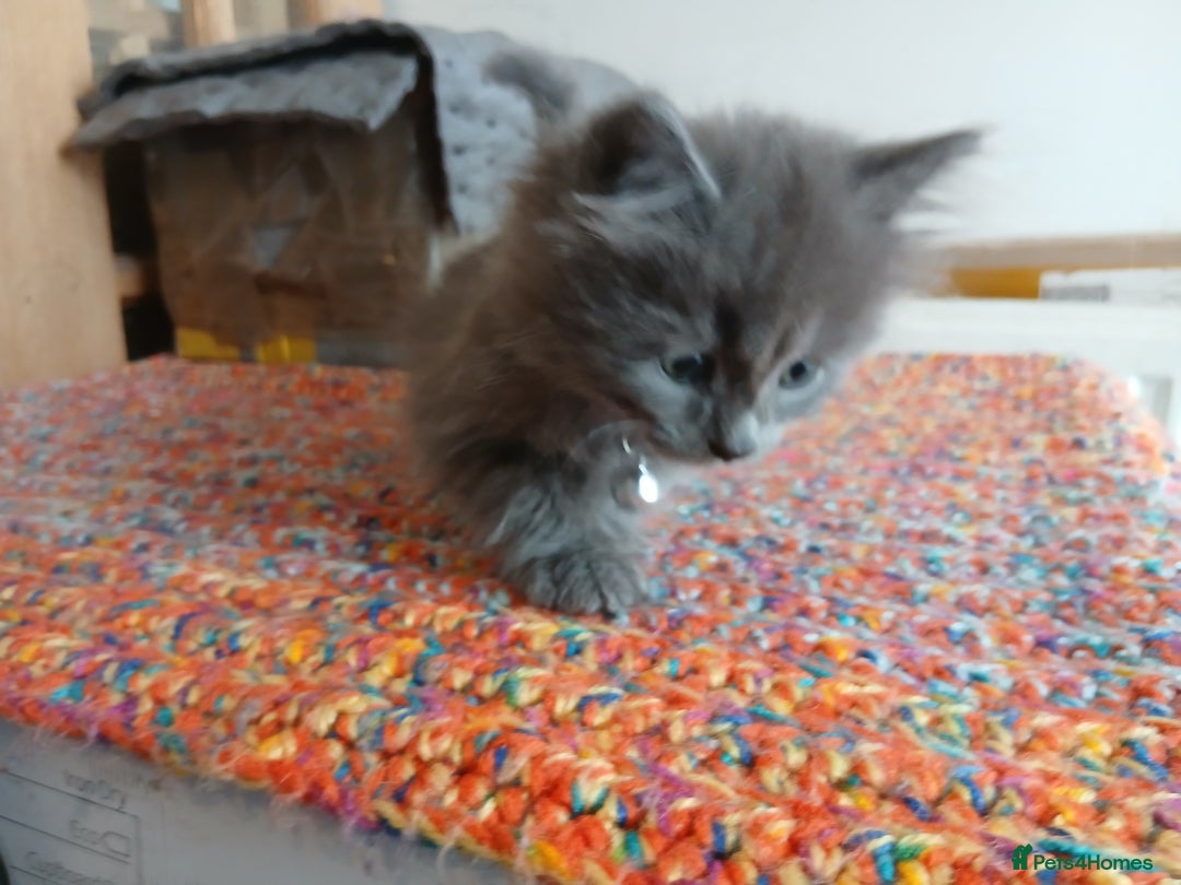 Mixed Breed cats for sale: 3 [remaining] girl kittens looking for new homes - Image 19