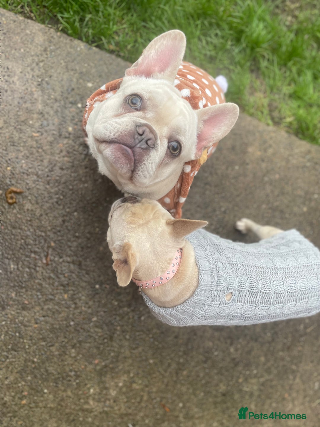 French Bulldog dogs for sale: French bulldog puppies - Advert 8