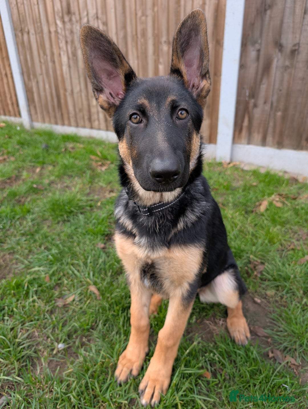 Dog Breed Last Mountain German Shepherds Big German Shepherd