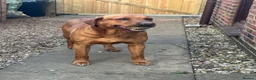 Labrador Retriever dogs for sale: Fox Red Labrador Puppies - Advert 17