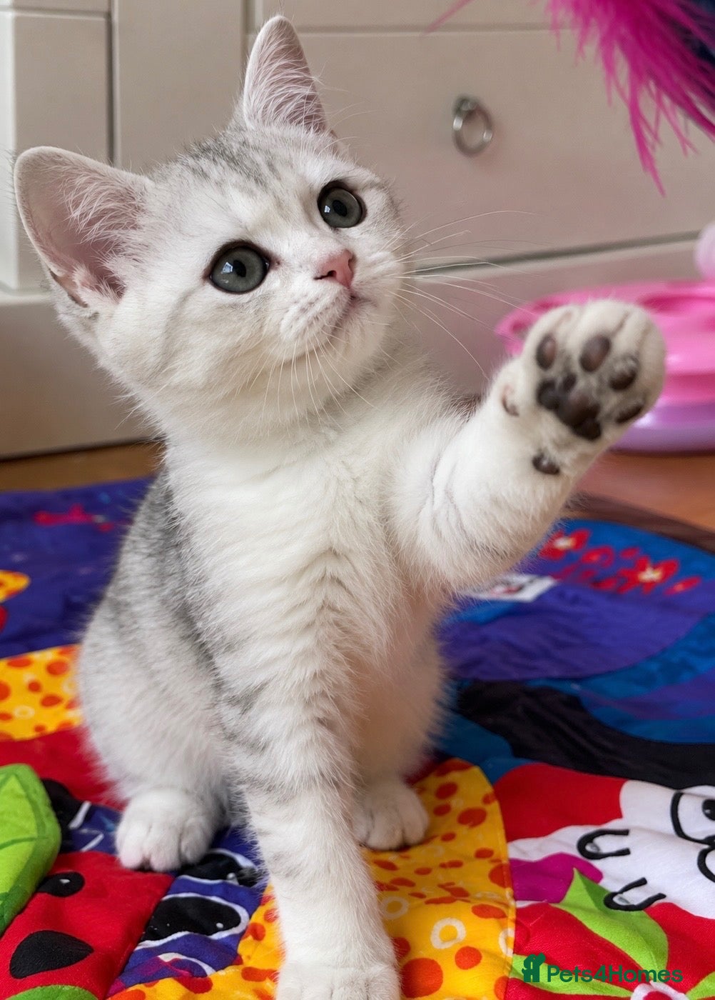 Scottish Fold cats 🩵🩷 Adorable pedigree kittens SF/ BSH - Advert 1